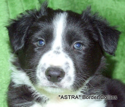 Black and white Male border collie puppy